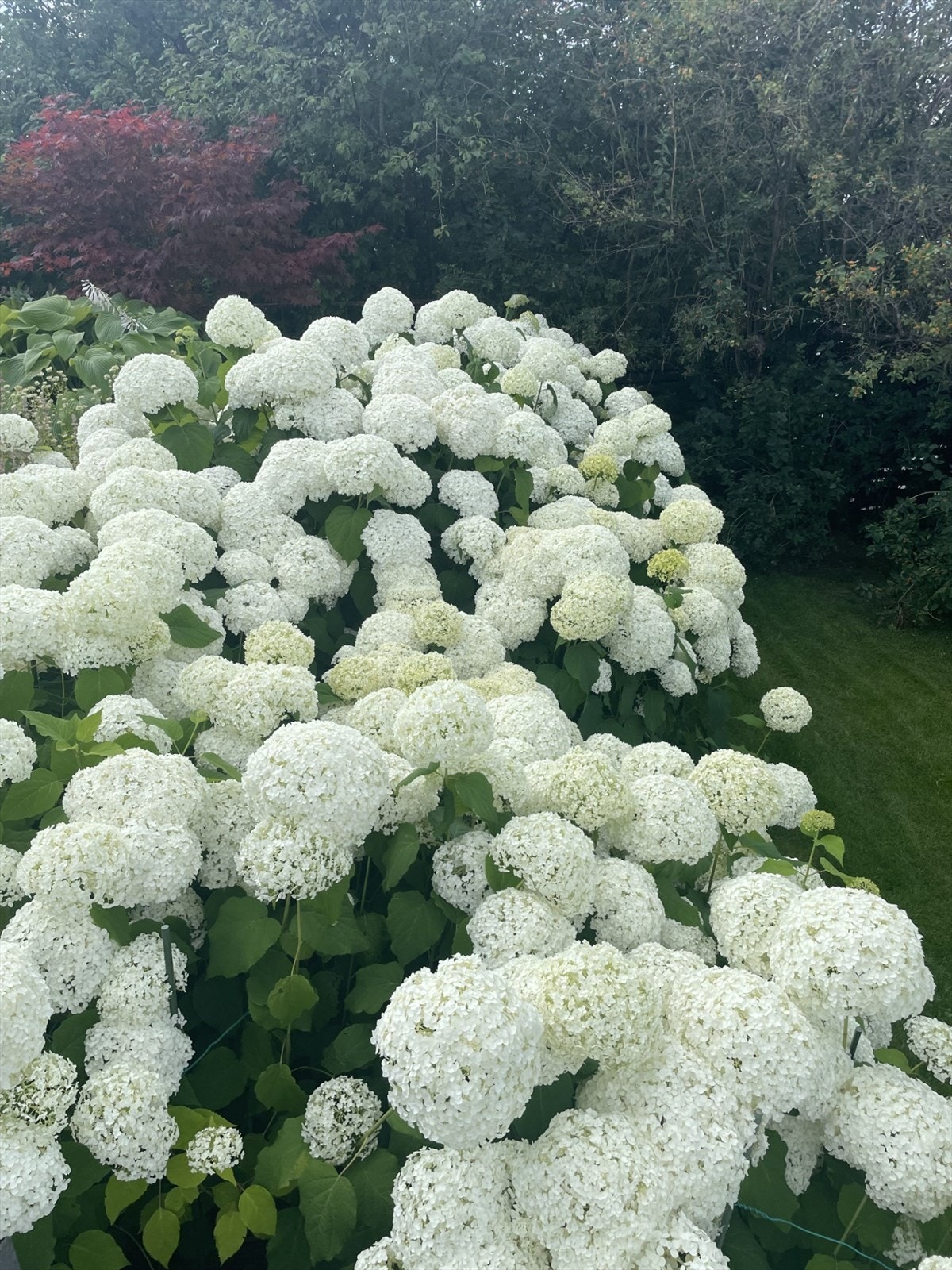 Privat hagebilde Galleribilde