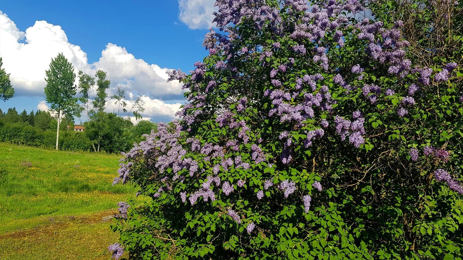 Man vet det er sommer når syrinen blomster. Galleribilde
