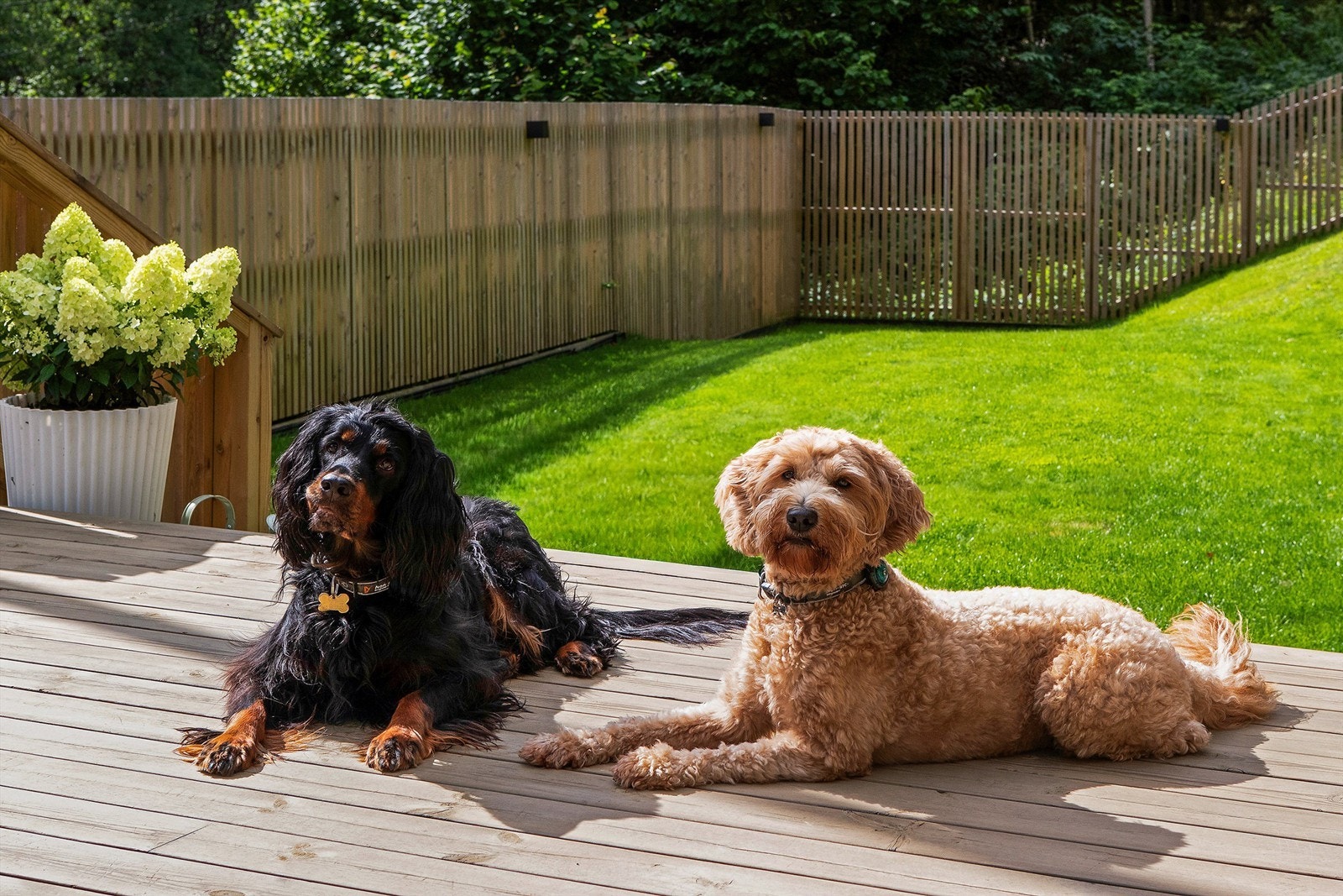 Hagen er inngjerdet slik at husdyr kan løpe fritt i hagen Galleribilde