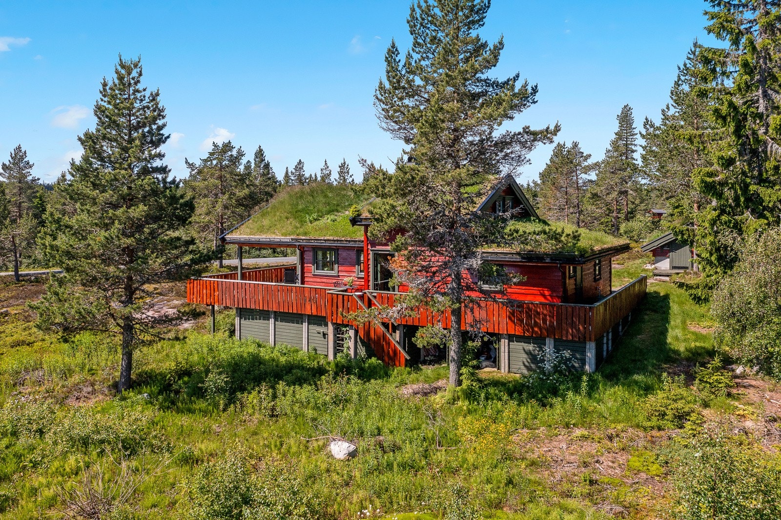 På høsten kan du gå på tur og plukke blåbær eller multer, mens du nyter naturens vakre farger Galleribilde