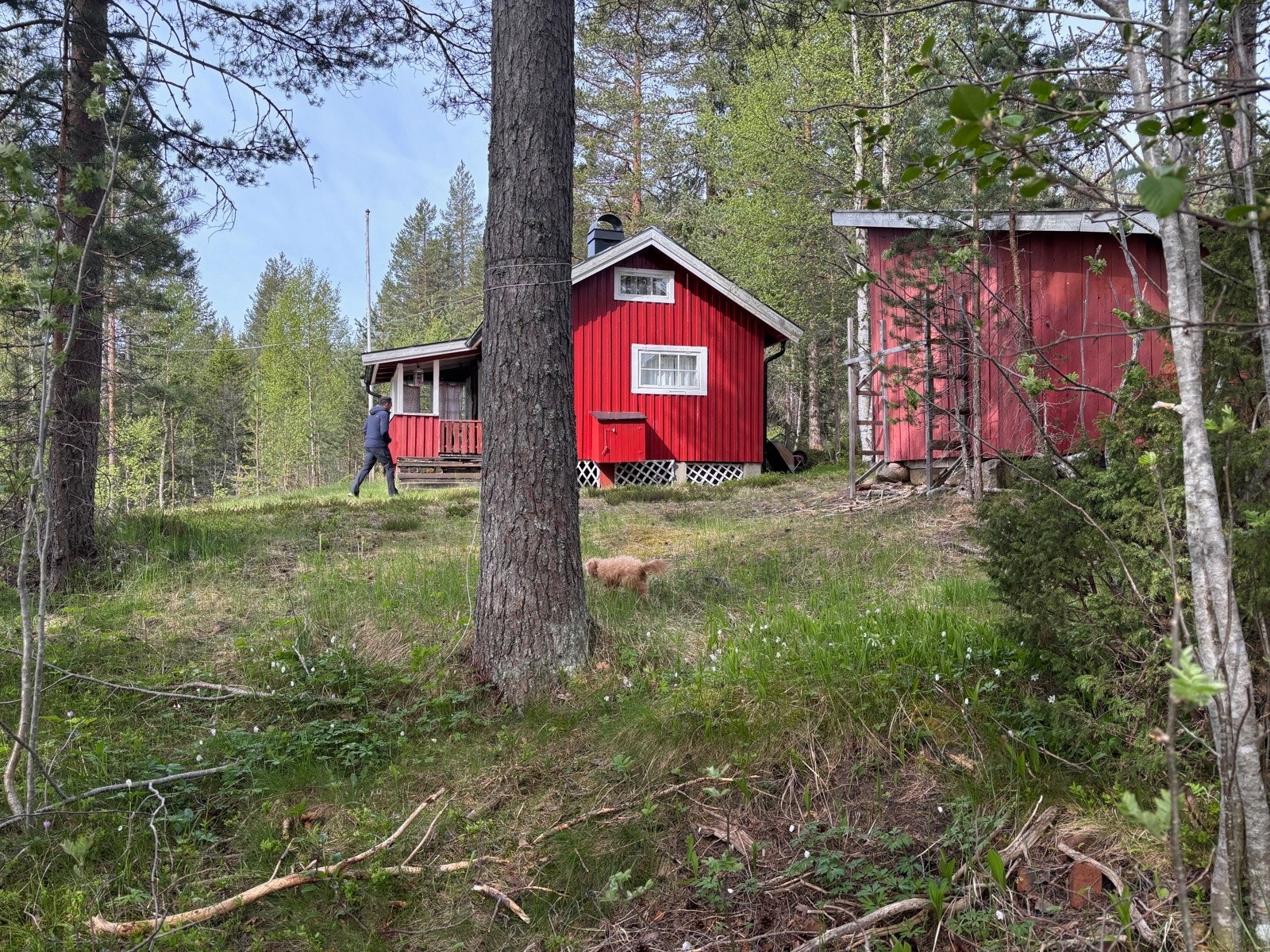 Liten rødmalt idyll i skogen Galleribilde