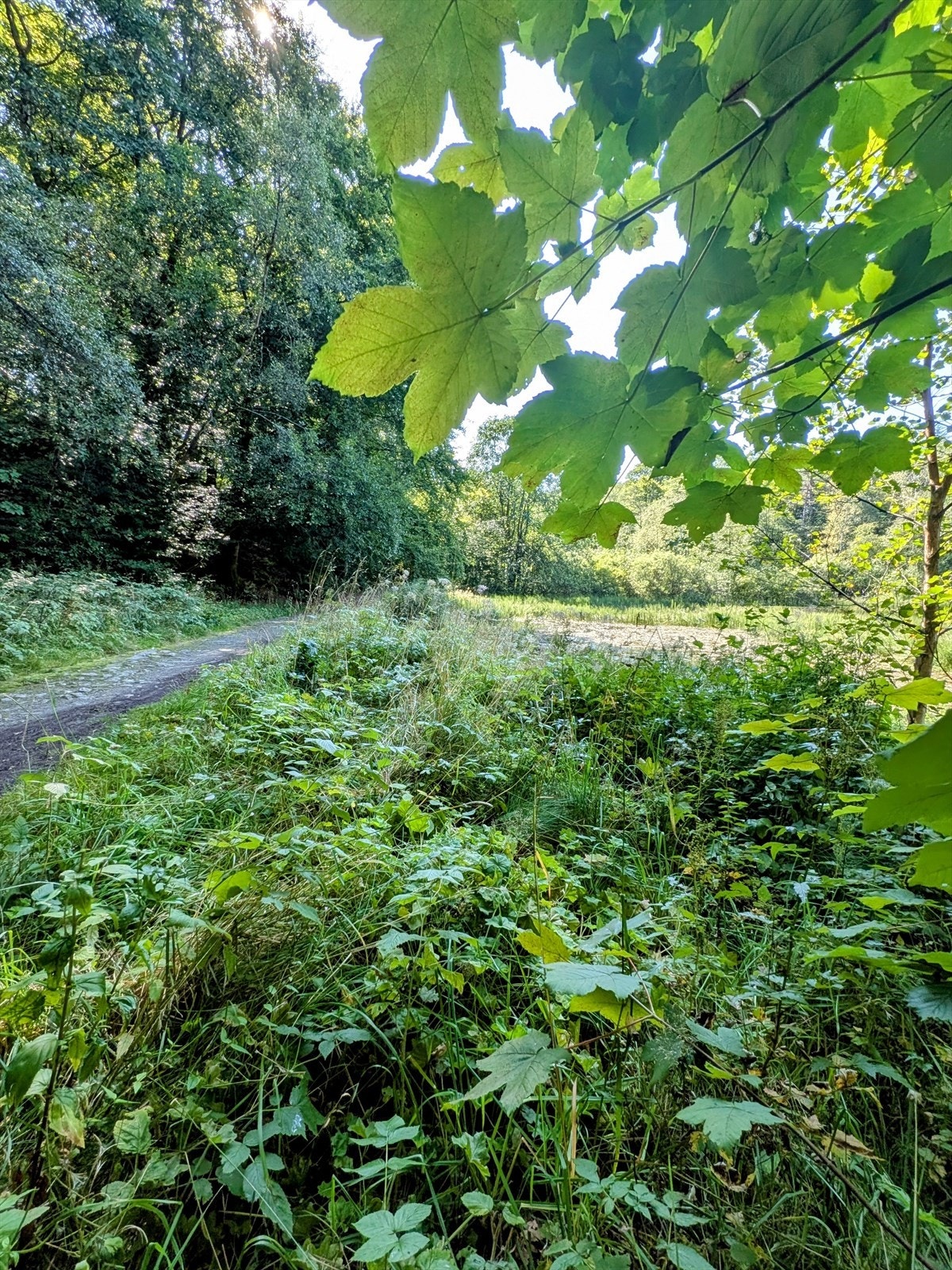 Hundatjørna er en del av sløyfen i skogen. Galleribilde