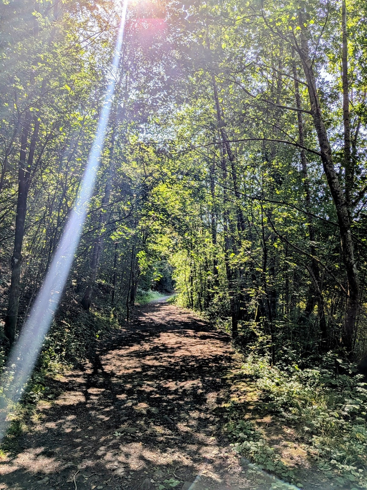 Dette er også en drøm for småbarna som kan utforske skogen. Galleribilde