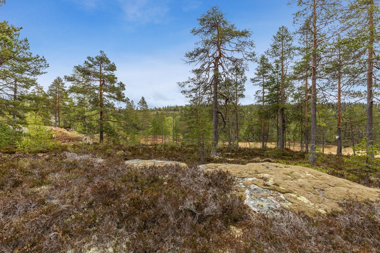 Tomten består i av fjellknauser, naturlig vegetasjon og furutrær- Galleribilde