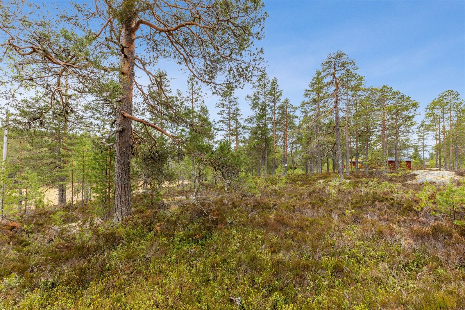 Stor tomt på ca. 1 844 kvm. Galleribilde