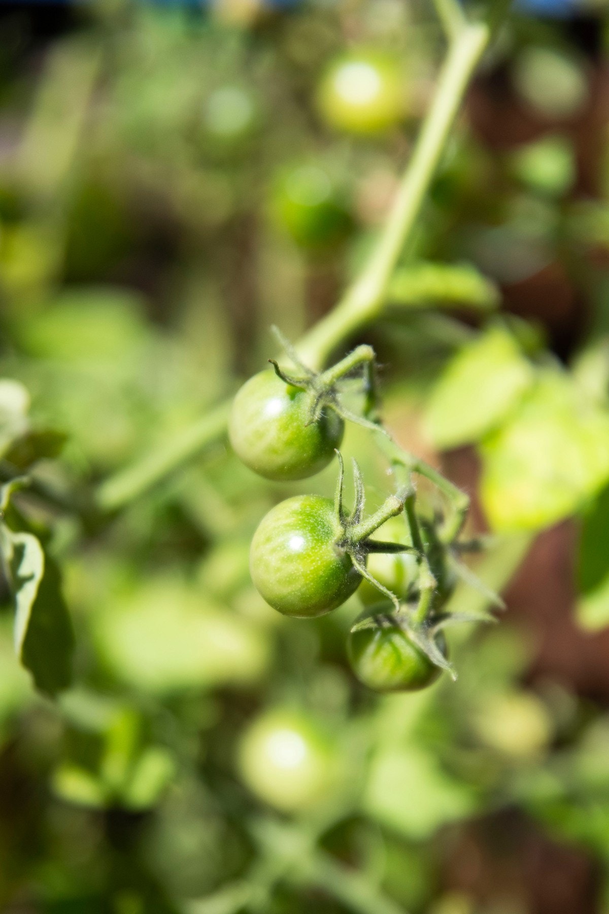 Her vokser det godt for både blomster og grønnsaker gjennom hele sommeren! Galleribilde