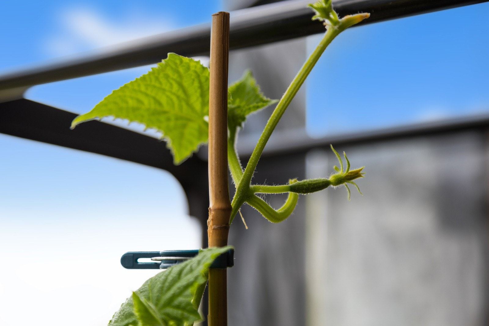 Det spirer og gror på terrassen Galleribilde