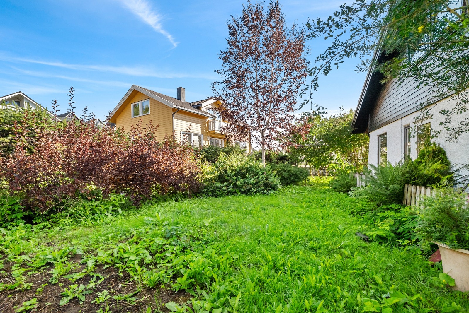 Hage i bakkant av boligen. Hage med plen og bærbusker som rips, solbær mm. Galleribilde