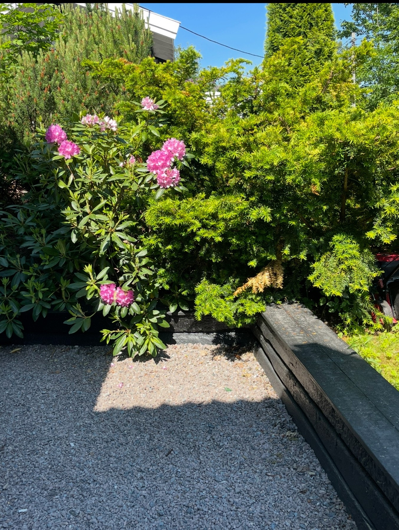 Selgers bilde. Galleribilde