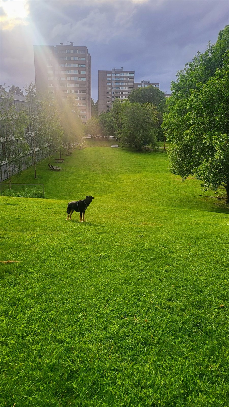 Rett ved borettslaget ligger et herlig friområde for hunder, der de kan sosialisere seg og trene uten bånd hele året Galleribilde