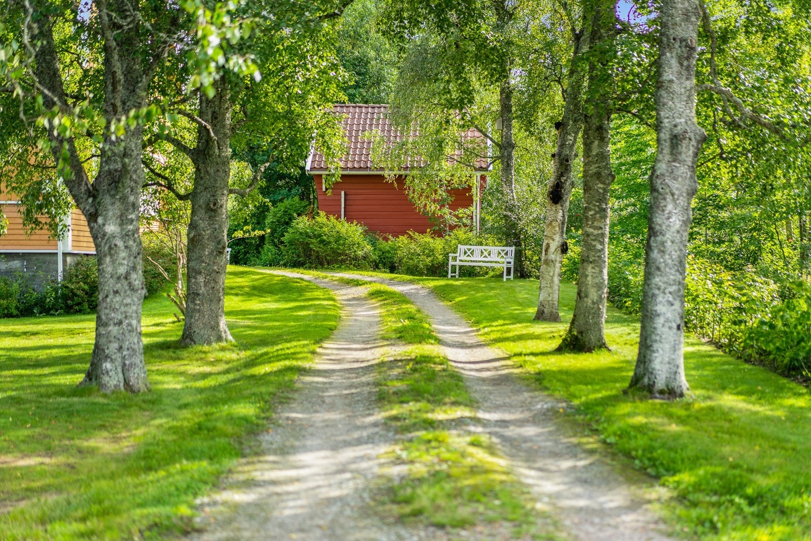 Bjørkealléen langs innkjørselen fører deg inn til eiendommen Galleribilde