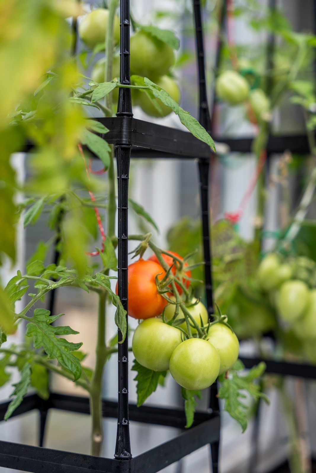 Drøm deg bort i drivhuset med hva du måtte ønske å plante. Galleribilde