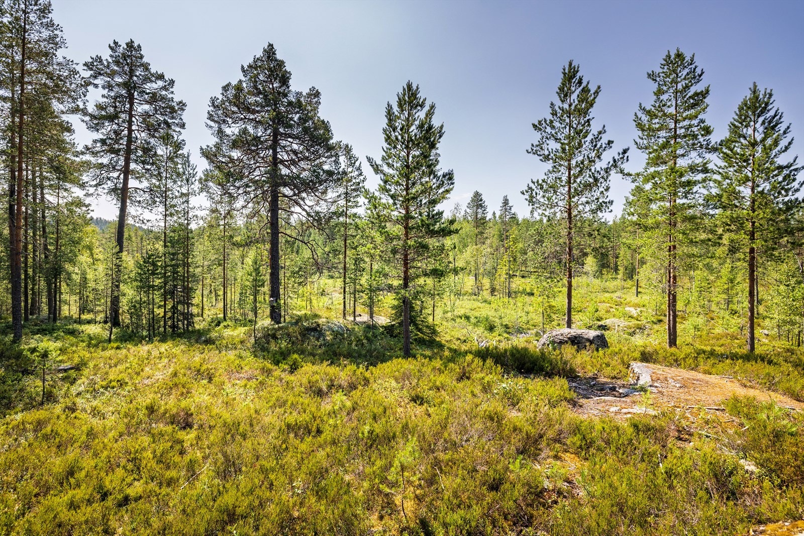 På sommerstid finner du et variert og innbydende skogs- og turterreng, med merkede stier, gode bærtrakter og et rikt dyre- og planteliv. Galleribilde
