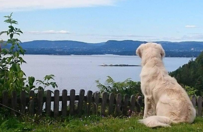 Vestvendt tomt som er pent opparbeidet med gressplen, beplantninger og til dels naturtomt (privat bilde) Galleribilde