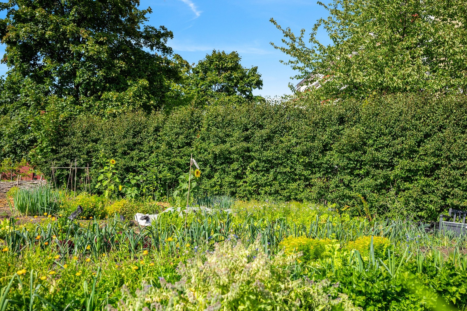 Parsellhagen i borettslaget. Galleribilde