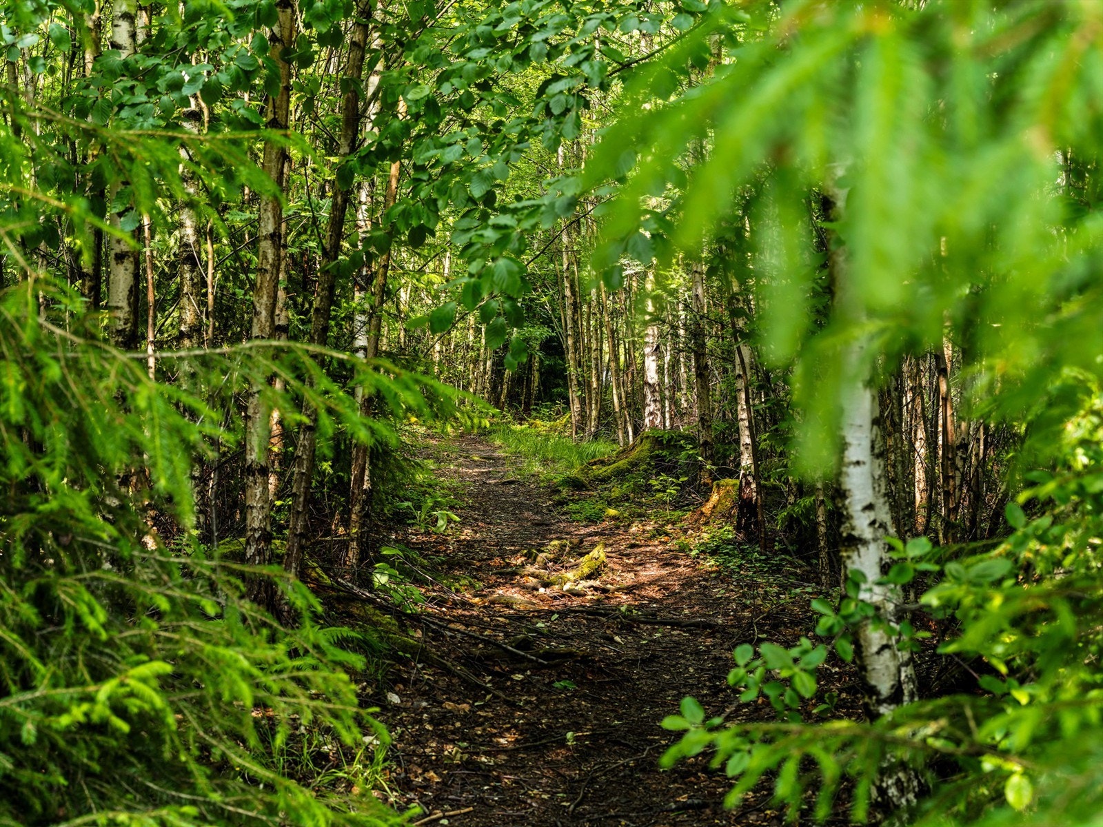 Sti leder direkte ut i marka fra Høiendal. Galleribilde