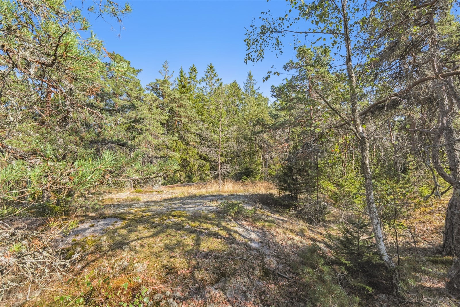 Grunnen består av skogbunn og fjell. Galleribilde