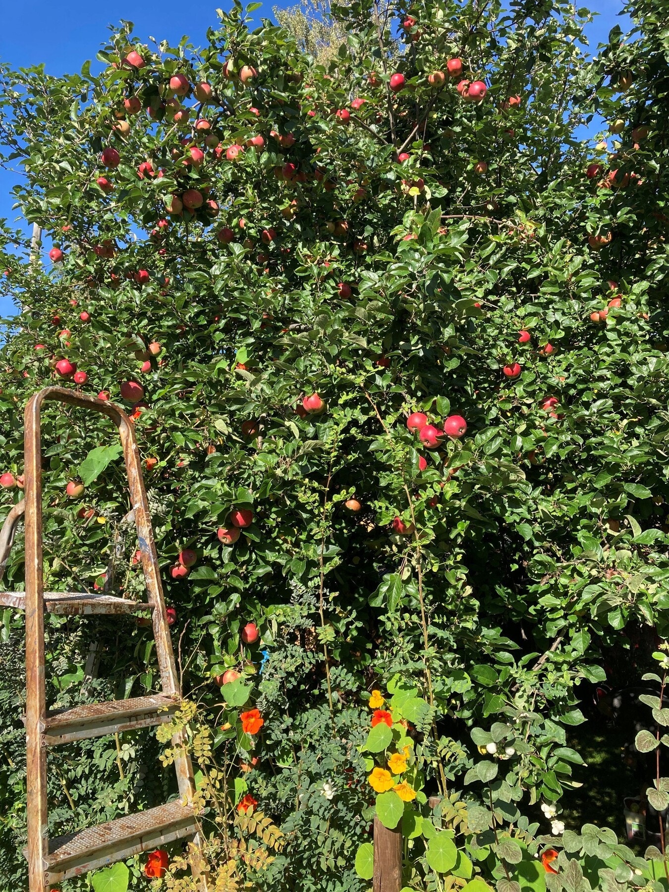 Her er det pent opparbeidet med gressplen, frukttrær og diverse beplantning. Galleribilde