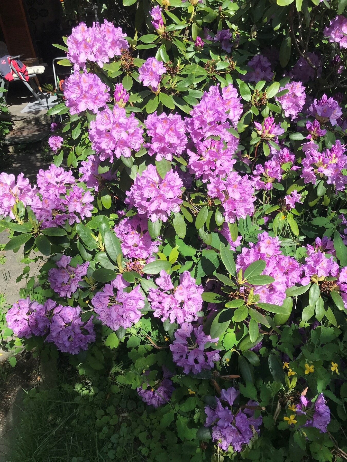 Her er det pent opparbeidet med gressplen, frukttrær og diverse beplantning. Galleribilde