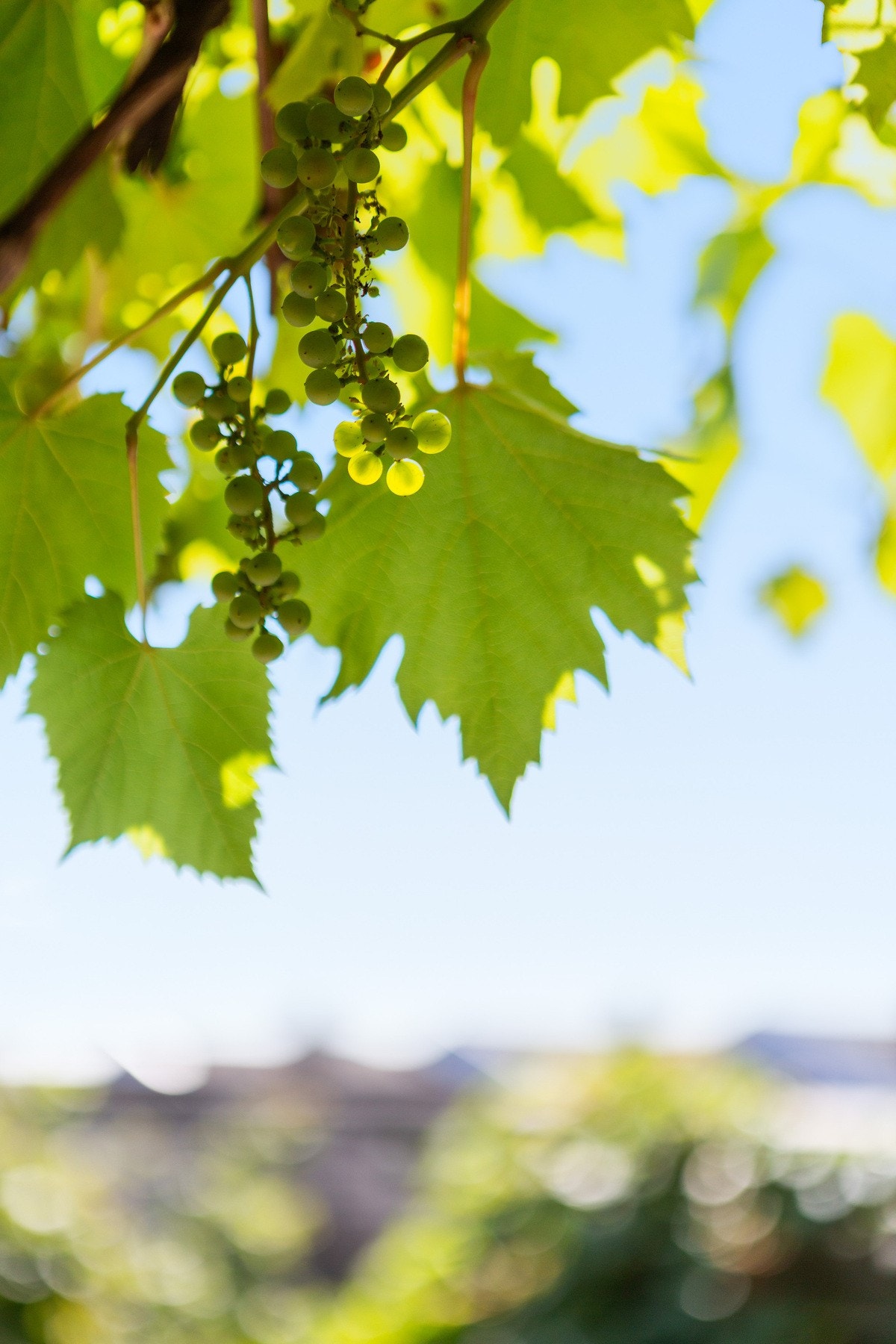 Vinranker. Galleribilde