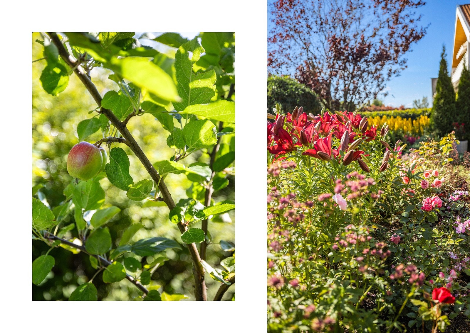 Særdeles pent opparbeidet hage med blomster og frukttrær. Galleribilde