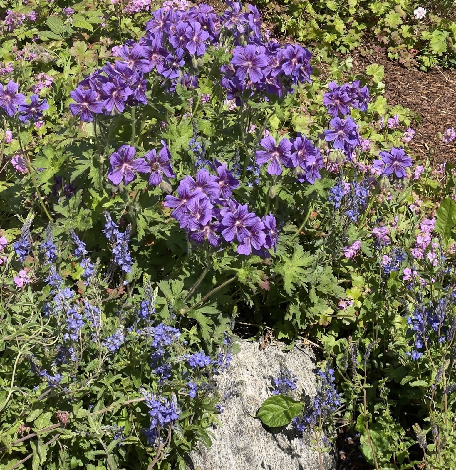 Privat bilde. Galleribilde