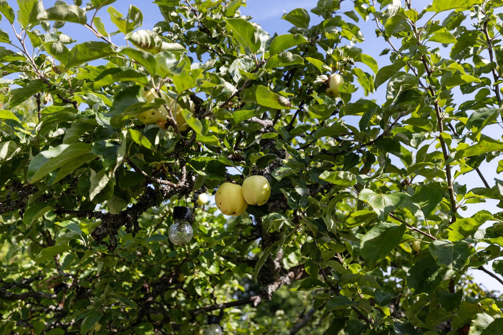 Uteområde, detalj Galleribilde