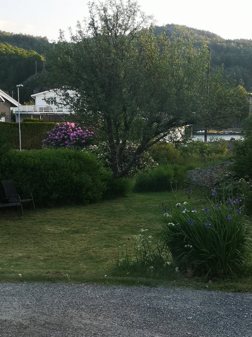 Utsikt mot fjorden. Galleribilde