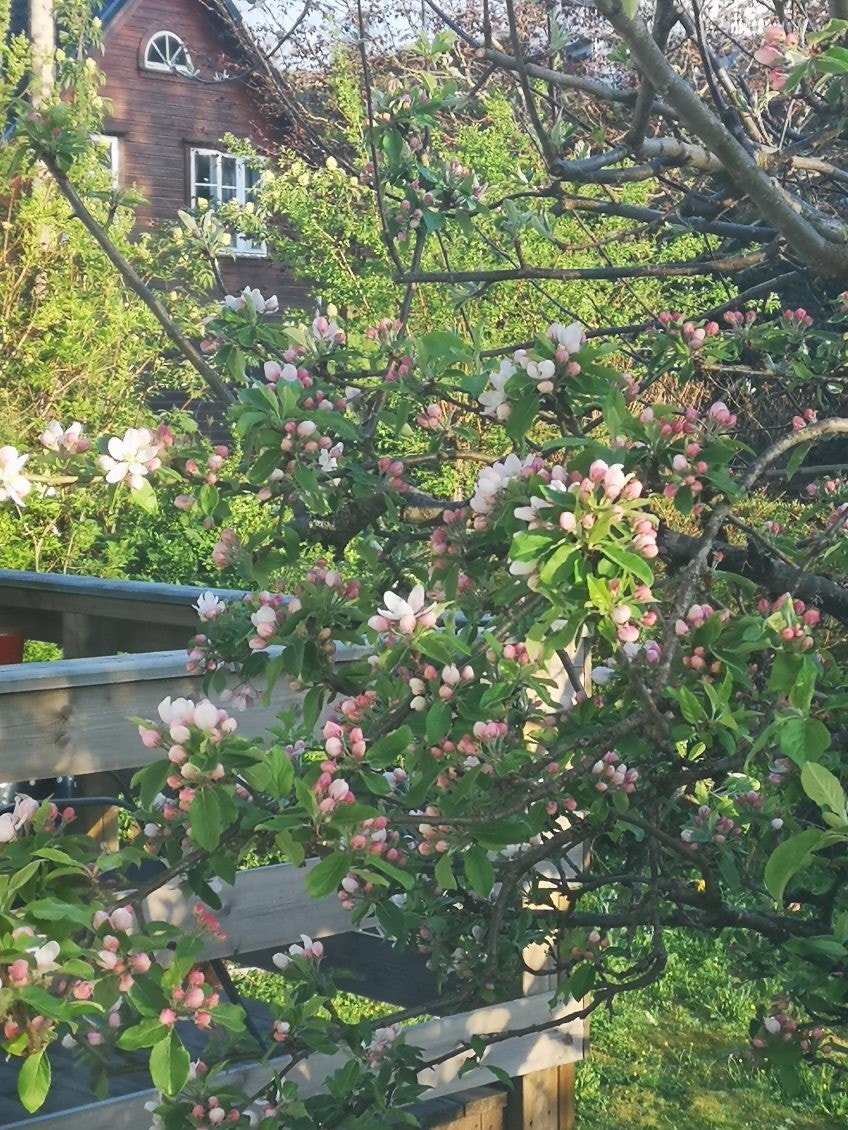 Blomstring ved terrassen. Galleribilde