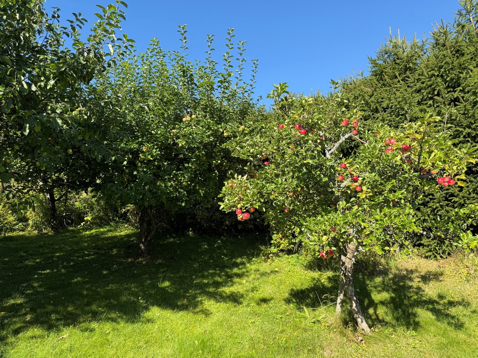 Frodig epletre - perfekt for hjemmelaget eplekake eller saft. Galleribilde