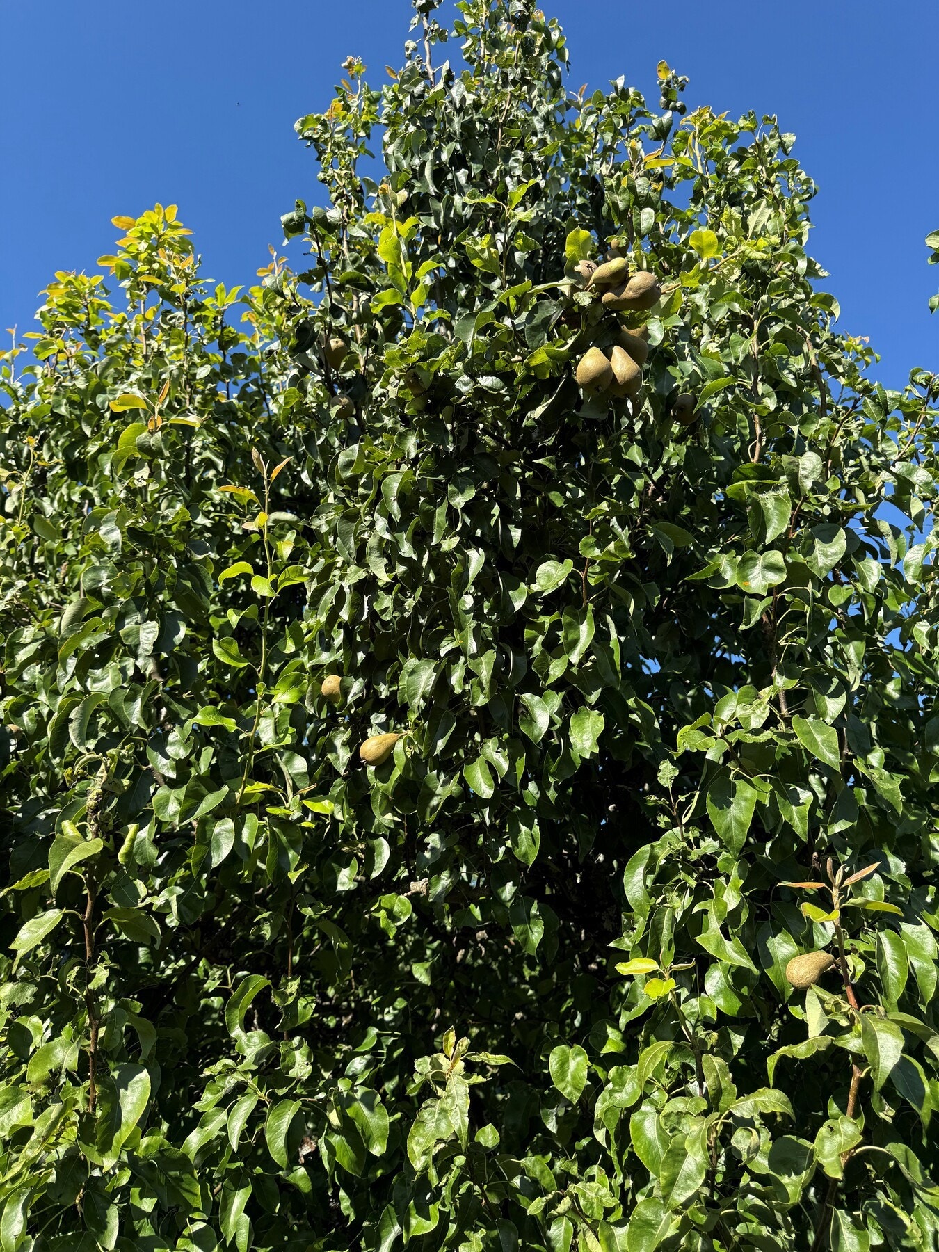 Pæretre som gir deilige frukter rett fra hagen! Galleribilde