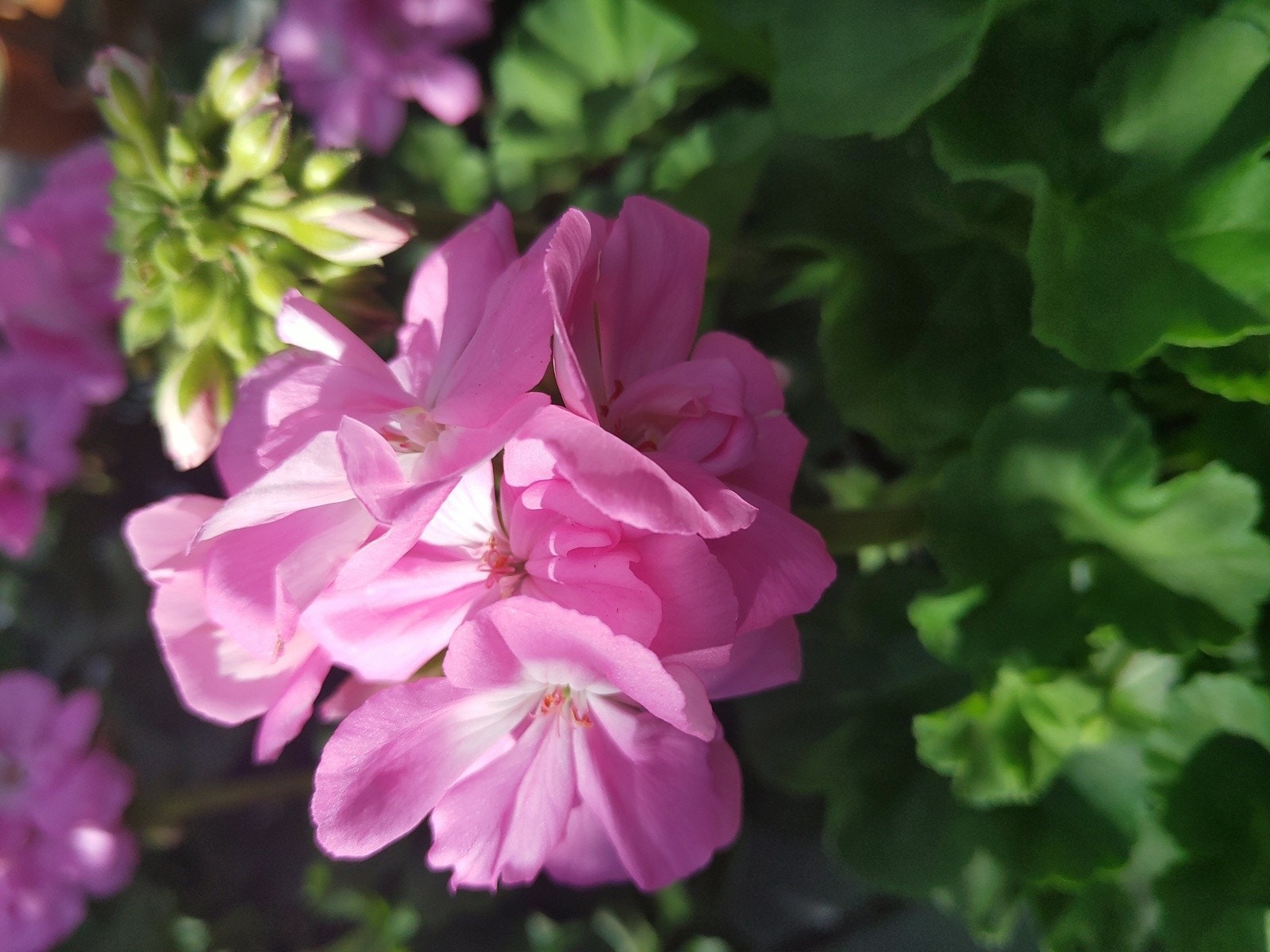 Stemning. Galleribilde