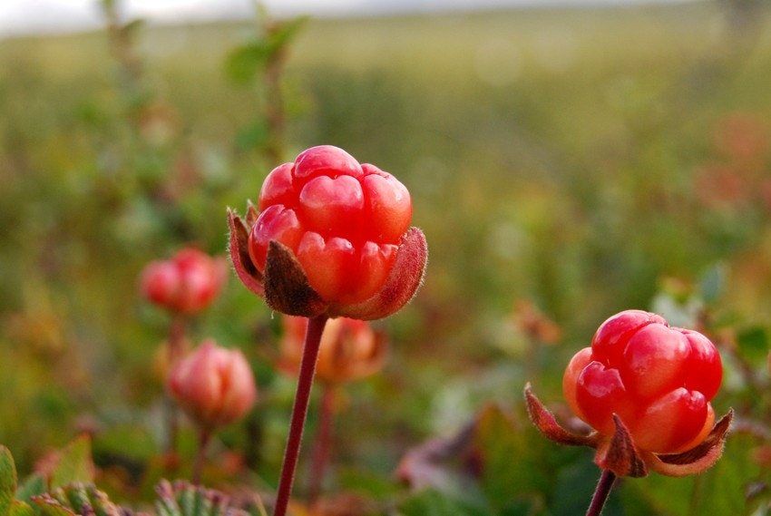 Leiligheten ligger midt i fjellheimen med flotte turmuligheter rett utenfor døra - her viser Norge seg fra sin beste side. Galleribilde