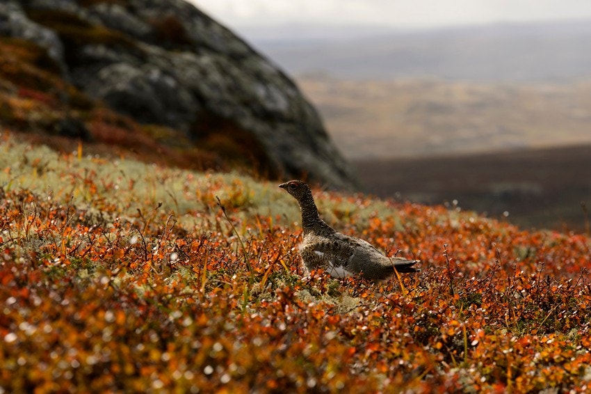 Områder byr på andre aktiviteter i sommerhalvåret som riding, roing, padling, fiske og bærplukking. Galleribilde