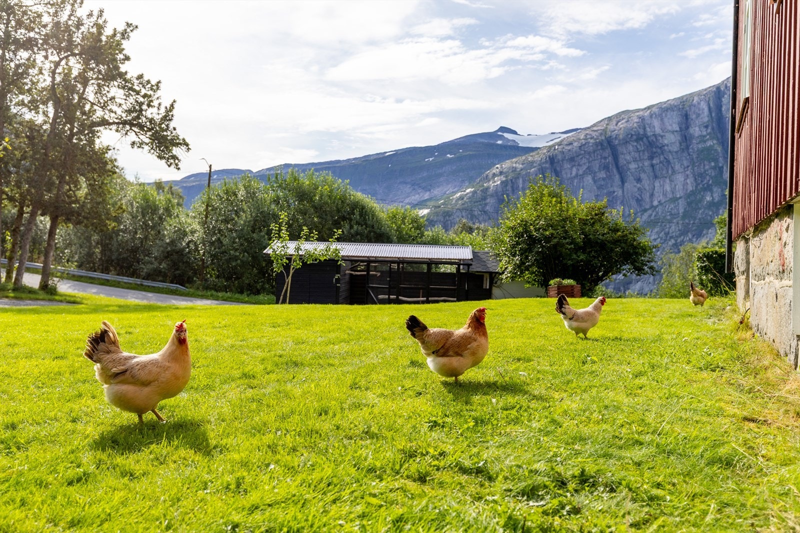 Uteområde. Galleribilde