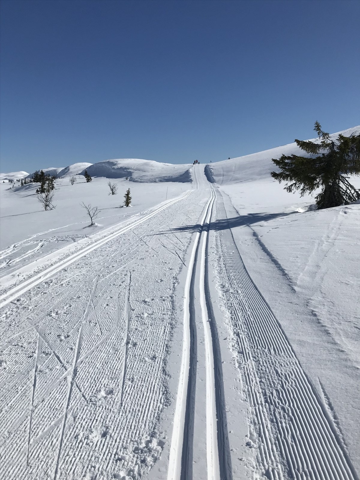 Milevis med flotte skiløyper. Privat bilde. Galleribilde