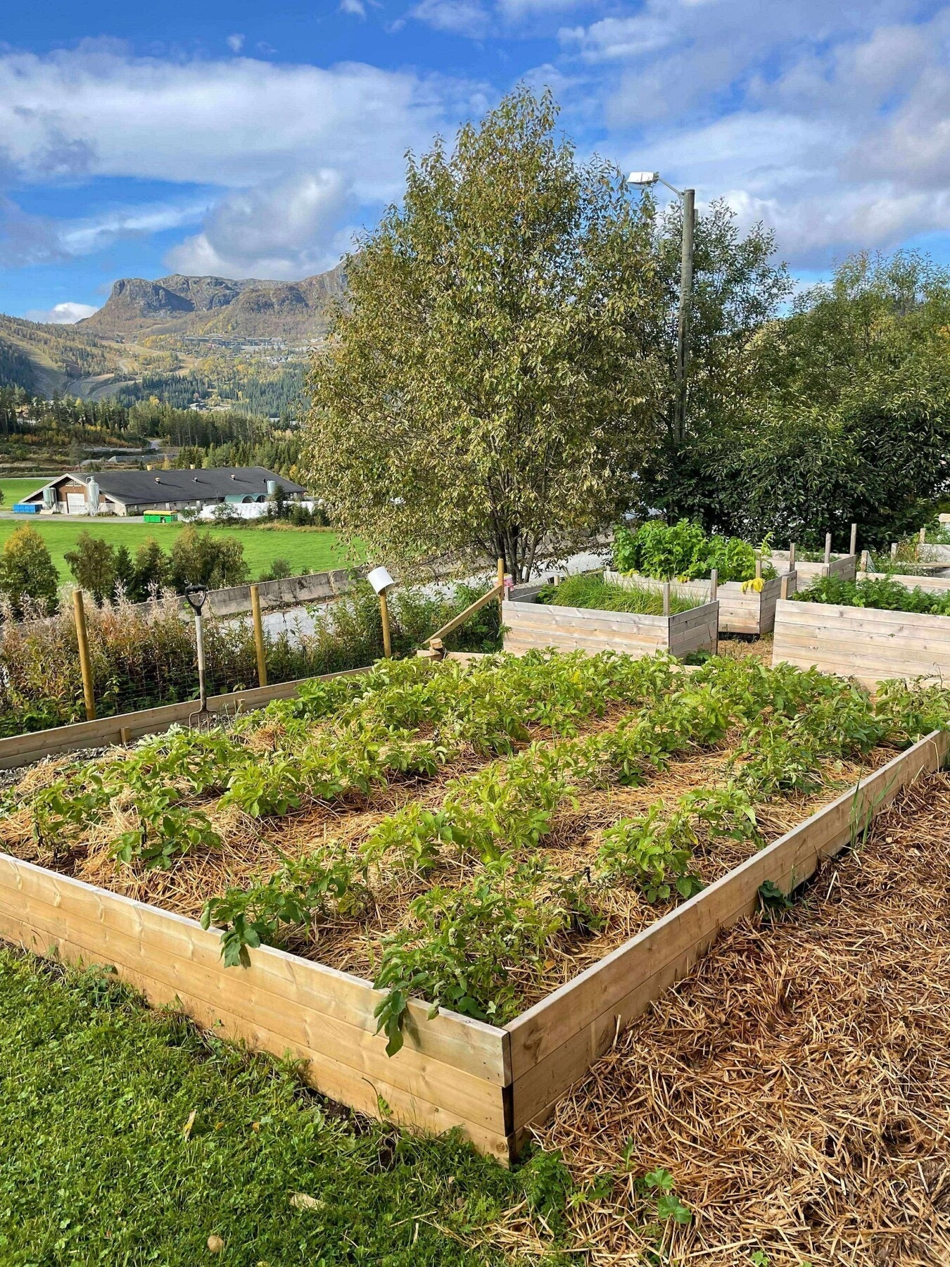 Her er det mulighet for en nydelig grønnsakshage! (Selgers eget bilde) Galleribilde