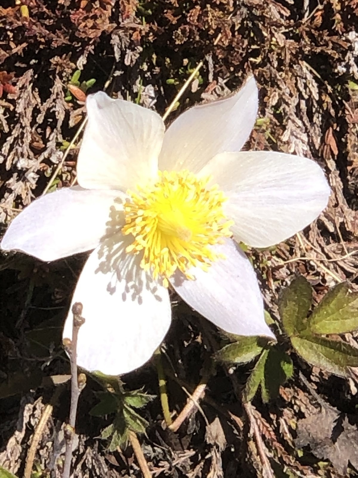 Mogop (blomst som kommer veldig tidlig på våren) vokser flere steder på eiendommen. Galleribilde