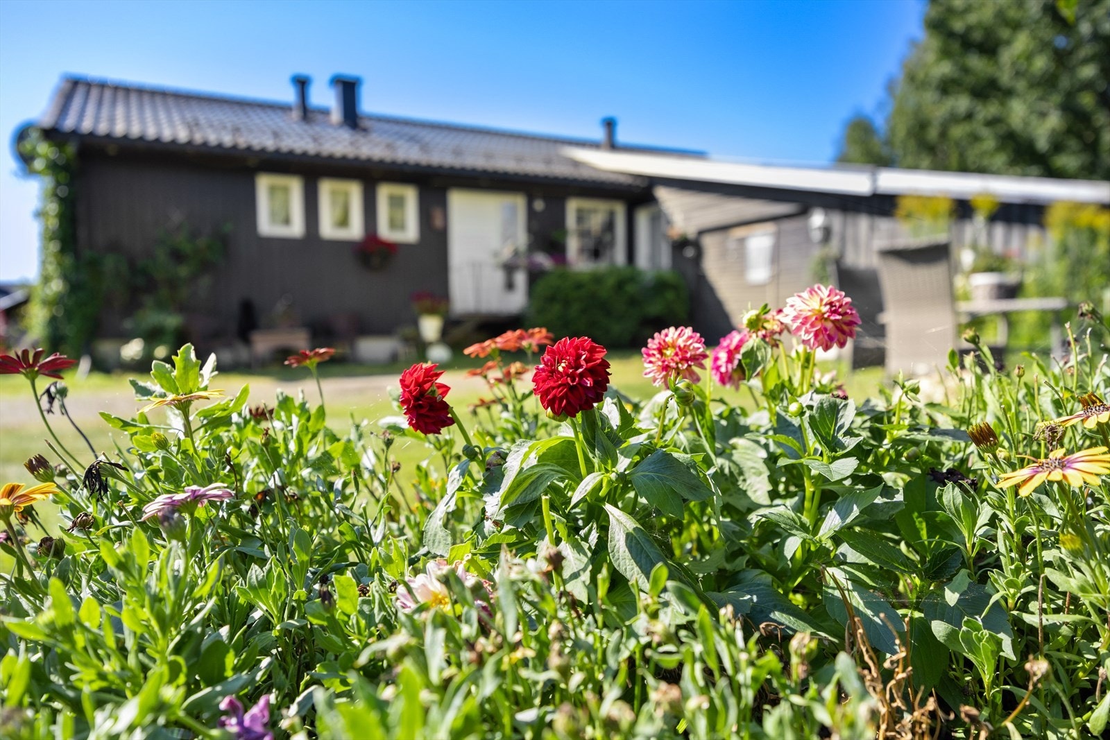 Eiendommen byr på en frodig hage med fargerike detaljer. Galleribilde