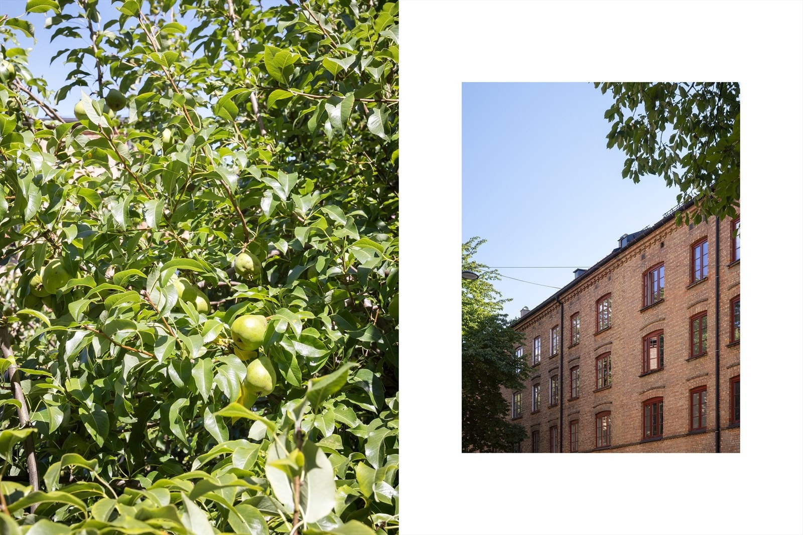 Grønt og frodig gårdsrom. Galleribilde