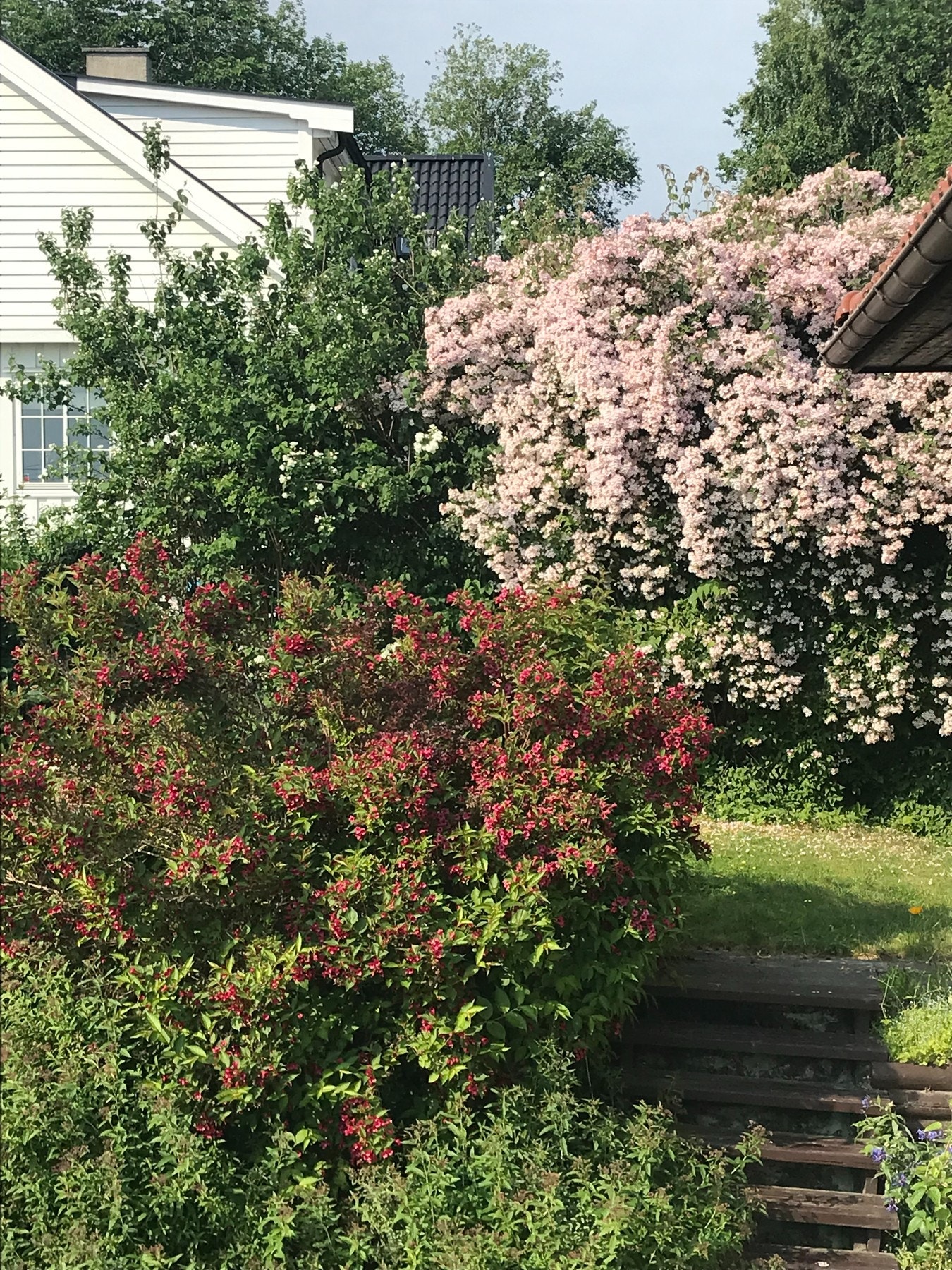 Selgers private bilde.
Blomstring i hagen i juni. Galleribilde