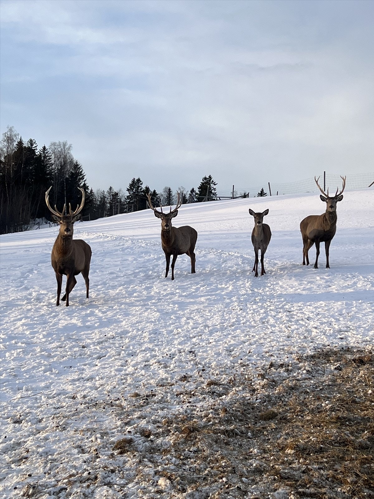 Selgers eget bilde fra hjorteinnhegningen Galleribilde
