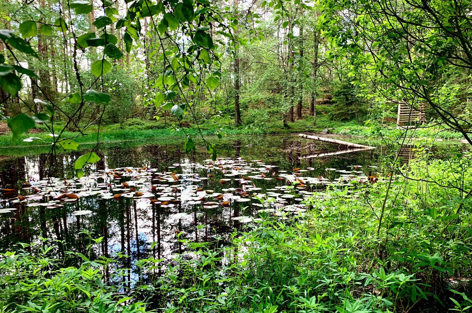 Nærområde Galleribilde