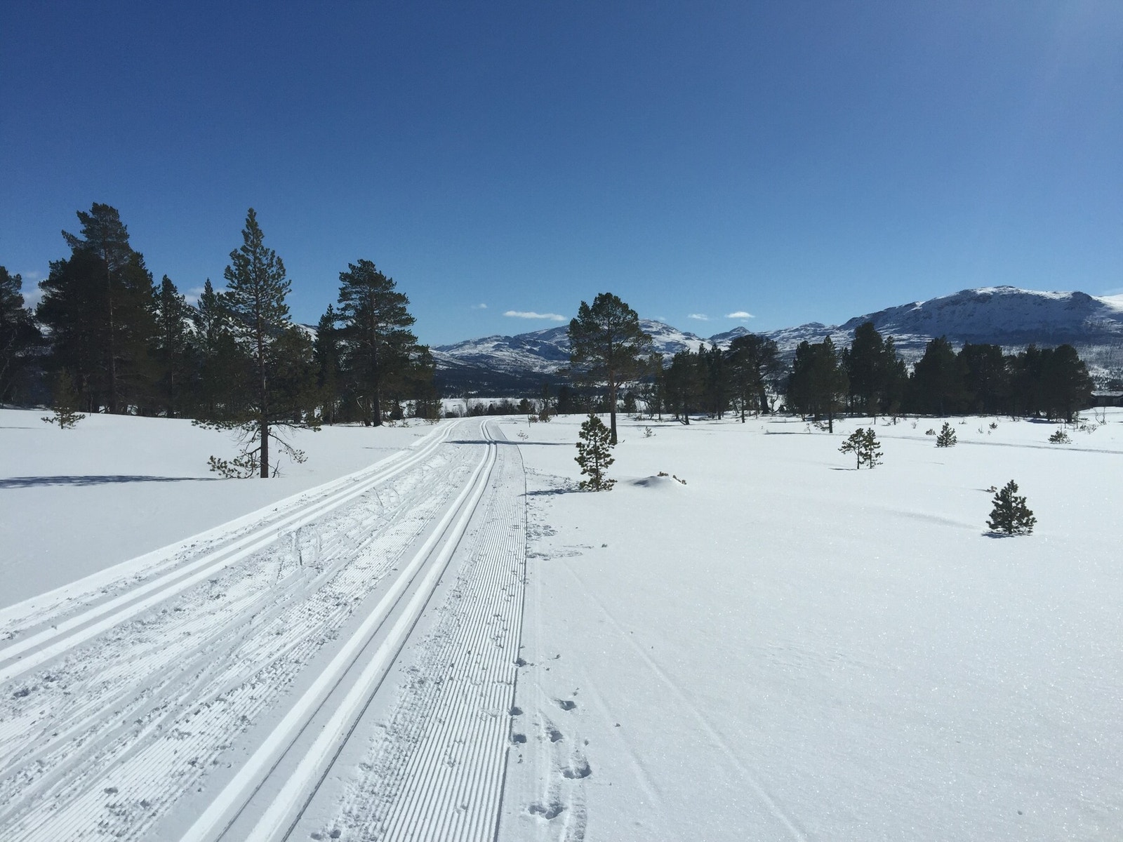 Doble skispor som går fra Telmyra/Vaulan gjennom Nerskogen og helt inn til Oppdal for den som måtte ønske det. Galleribilde