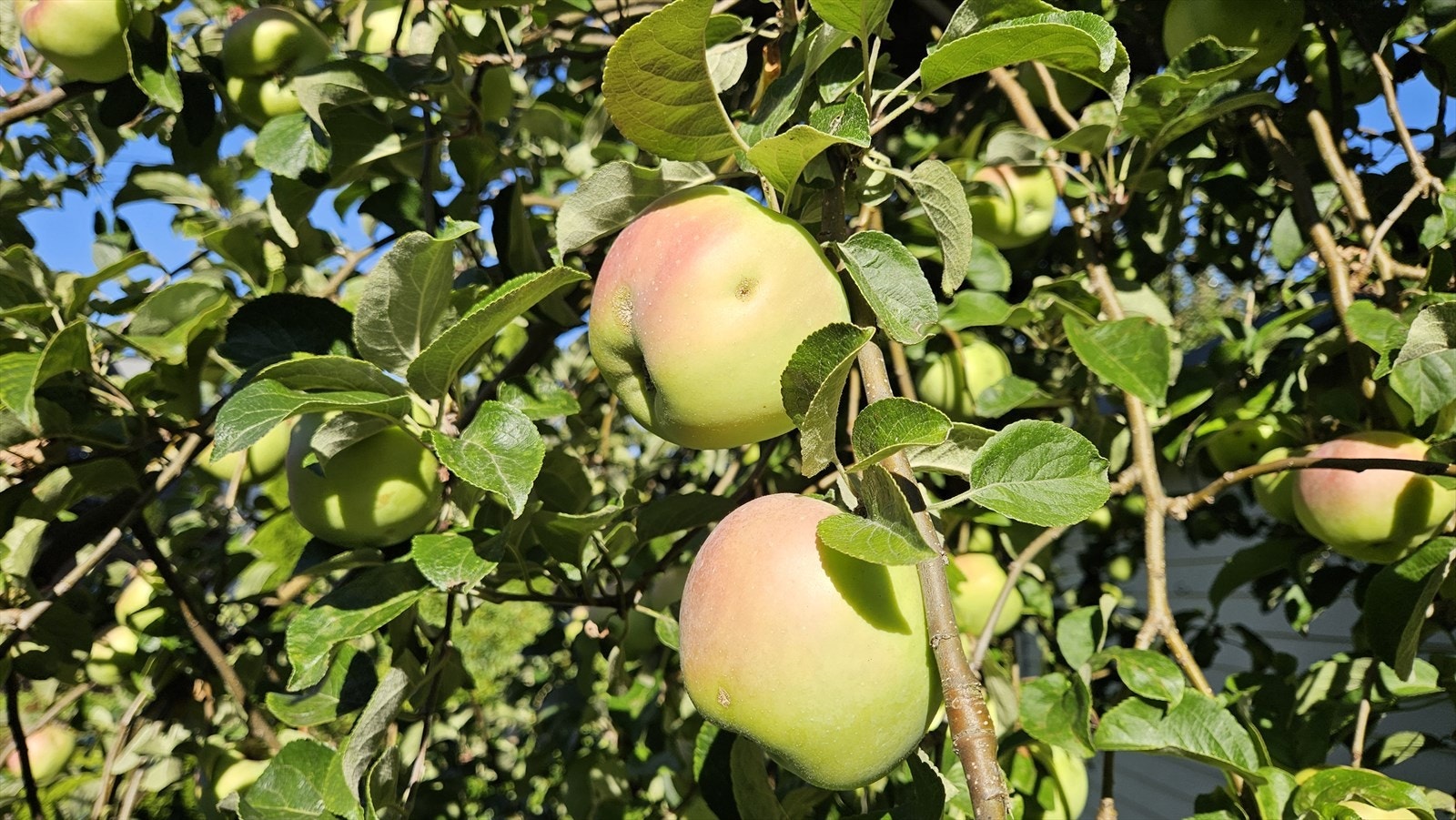 Epler fra egen hage. Galleribilde