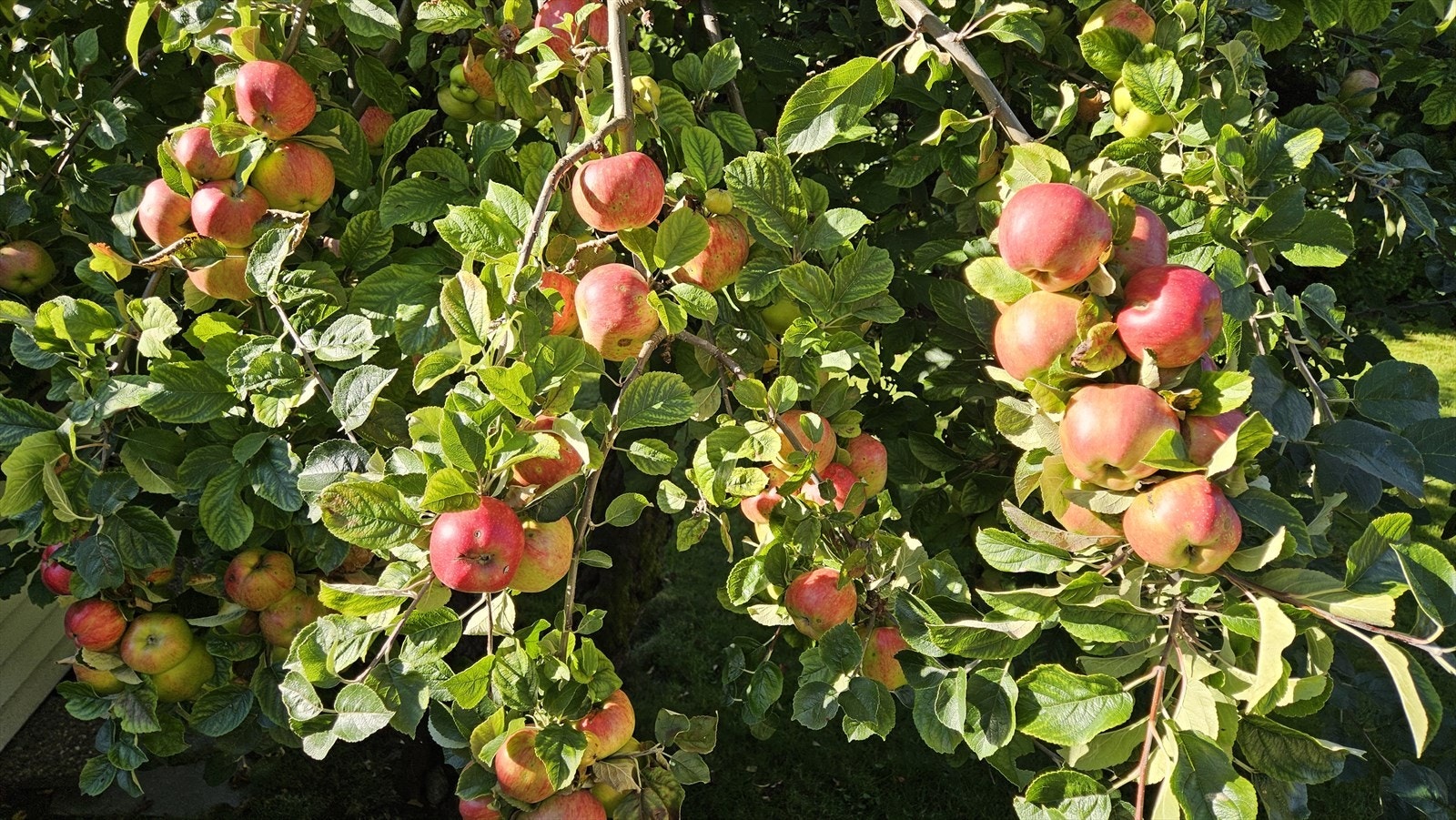 Epler fra egen hage. Galleribilde