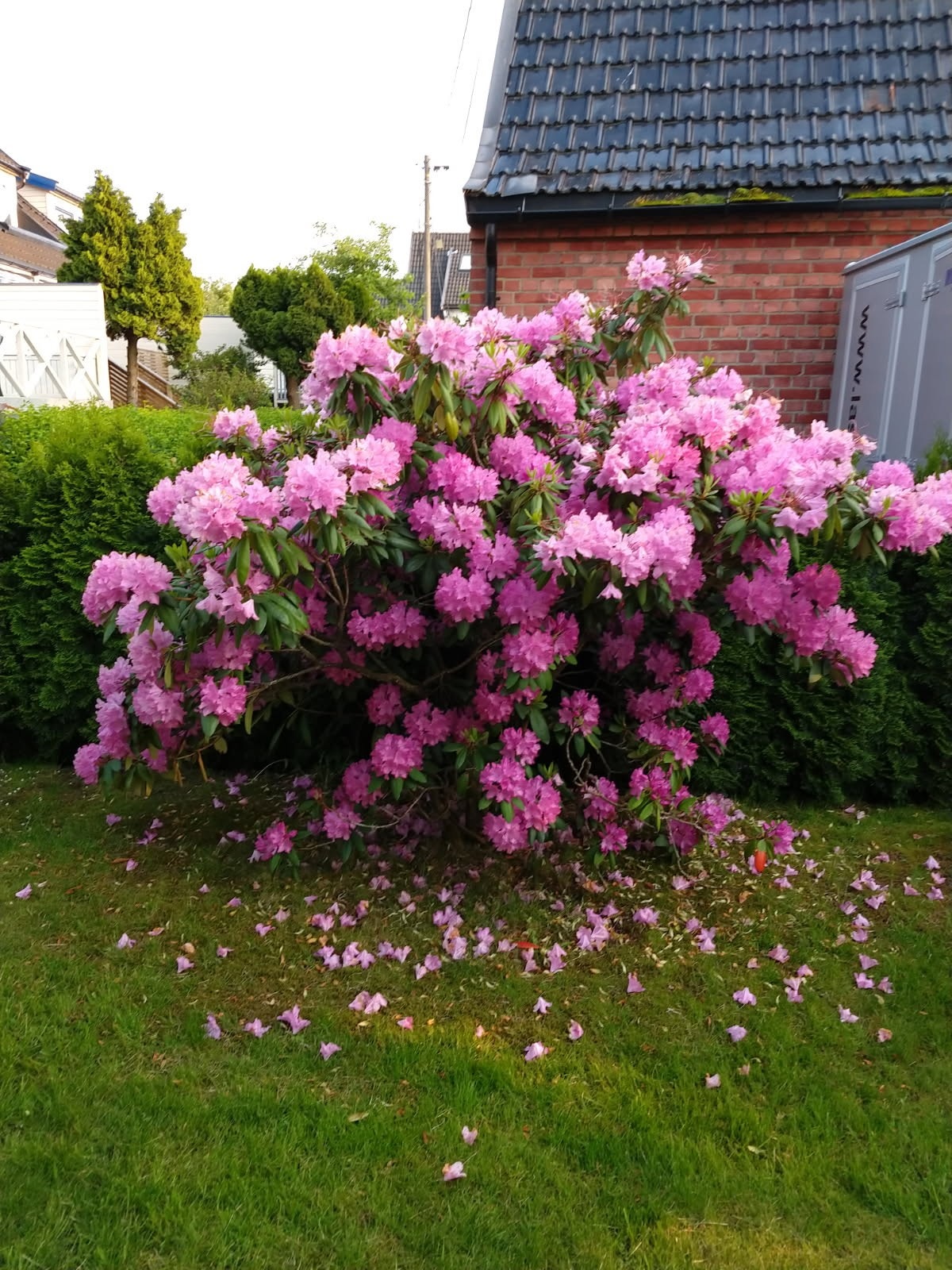 En praktfull rododendron Galleribilde