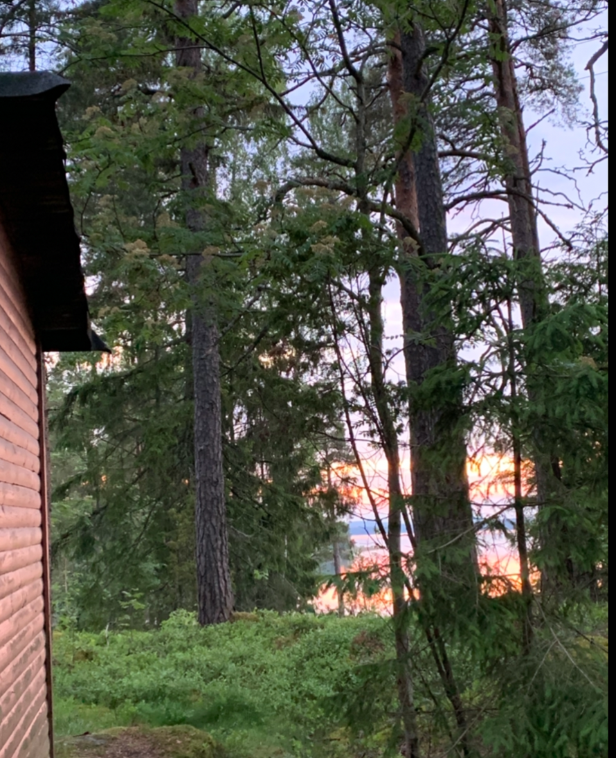 Solnedgång mellan träden Galleribilde