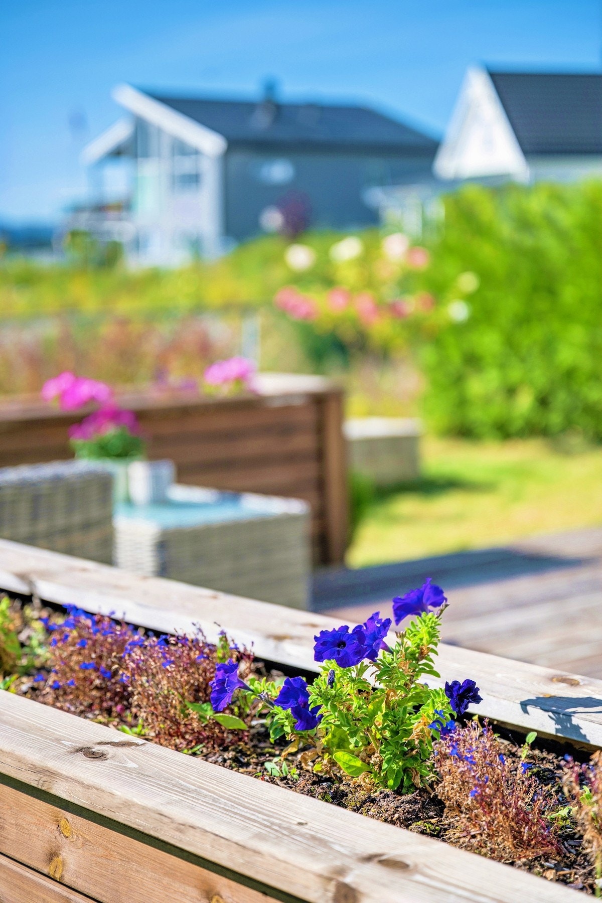 Sommerlige detaljer fra egen hage og terrasse. Galleribilde