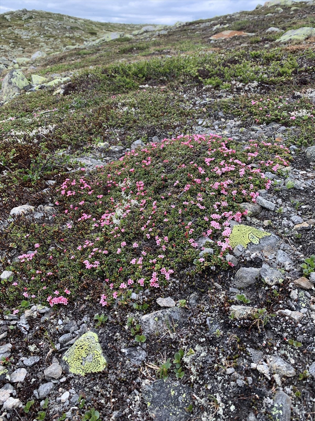 Flott natur! Galleribilde